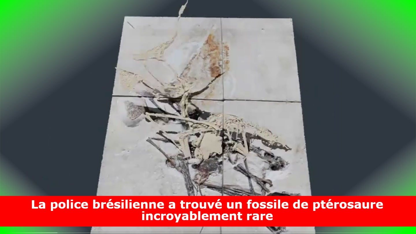 La police brésilienne a trouvé un fossile de ptérosaure incroyablement rare