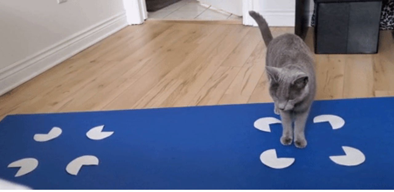 l'etude-vise-a-determiner-si-les-chats-sont-sensibles-aux-illusions-visuelles