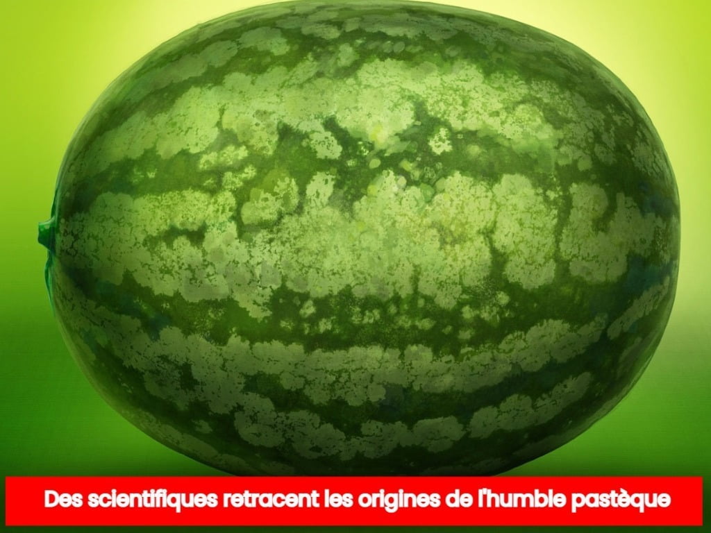 Des scientifiques retracent les origines de l'humble pastèque