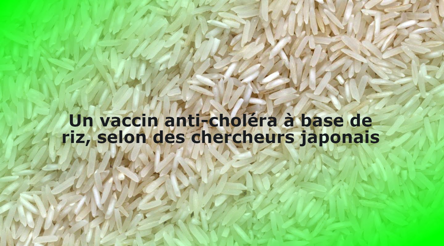 Un vaccin anti-choléra à base de riz, selon des chercheurs japonais