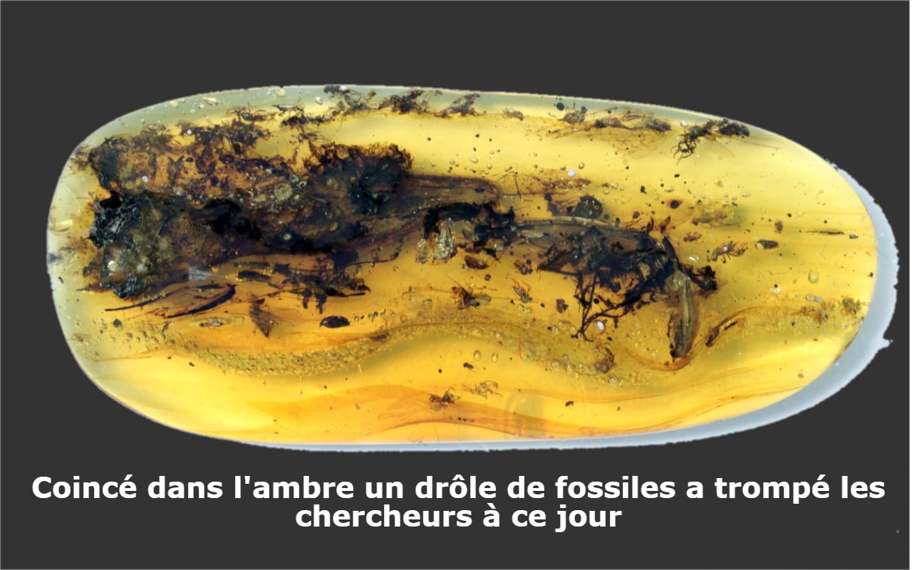 Coincé dans l'ambre un drôle de fossiles a trompé les chercheurs à ce jour