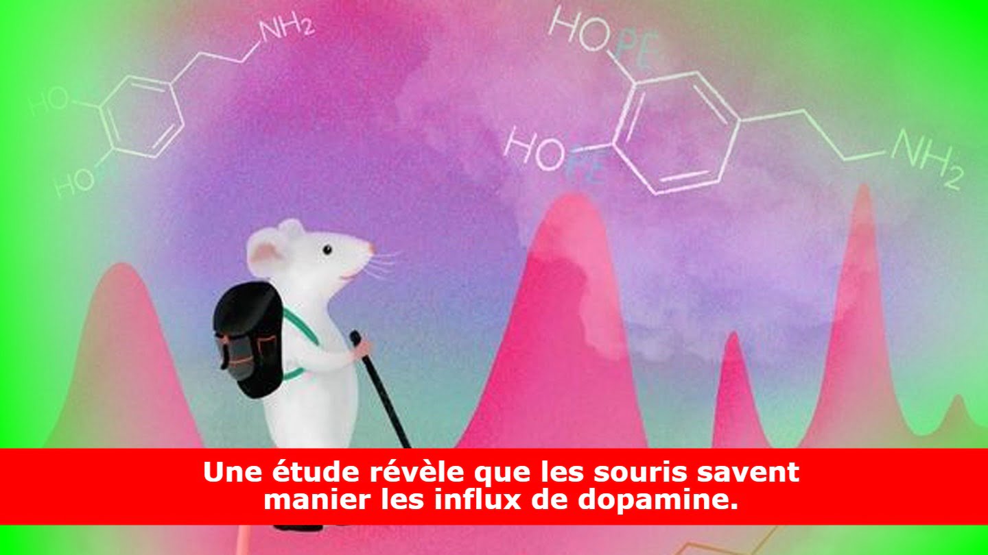 Une étude révèle que les souris savent manier les influx de dopamine.