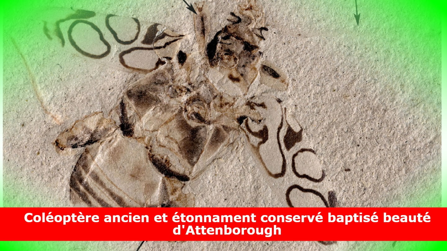 Coléoptère ancien et étonnament conservé baptisé beauté d'Attenborough