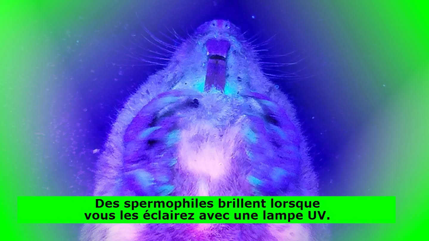 Des spermophiles brillent lorsque vous les éclairez avec une lampe UV.