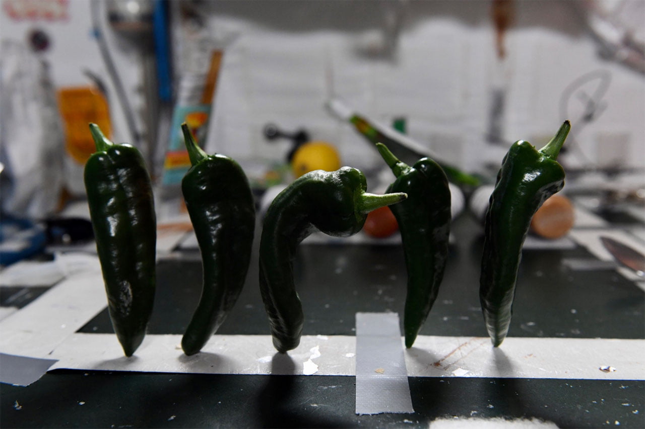 Poivrons et tacos de l'espace récoltés par les astronautes de l'ISS